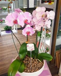  گل ارکیده در بازار گل محلاتی 6548